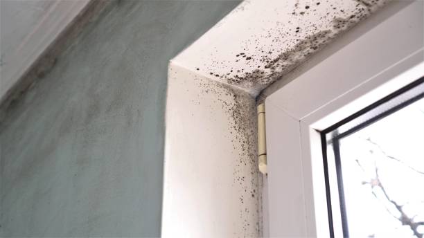 Professional Mold Remediation in Port Carbon, PA